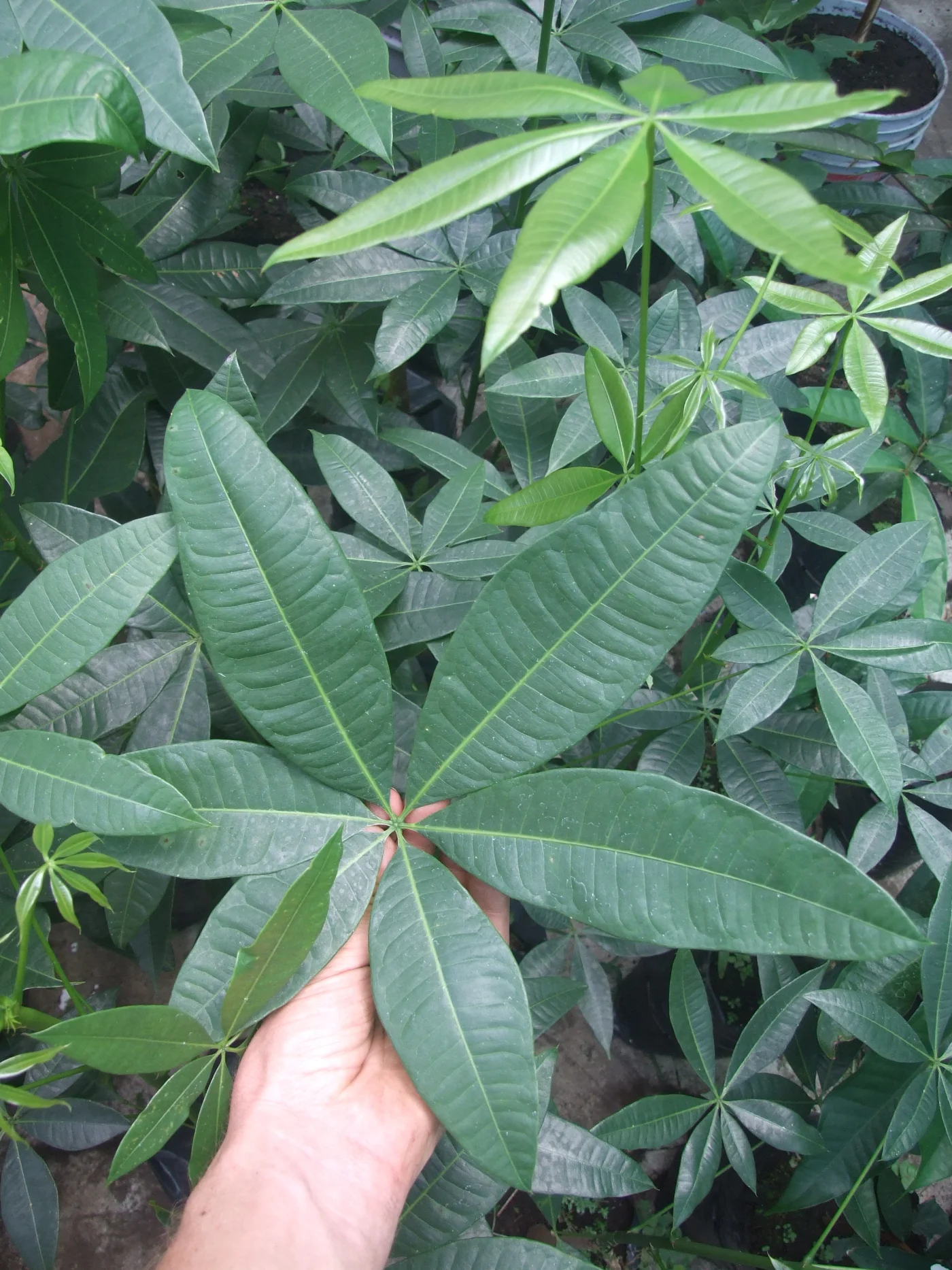 珍品！Pachira glabra'Dwarf' 矮性実生薬じゃ無いです！